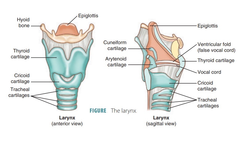 Larynx: anterior view and sagittal section, labelled (hyoid bone, thyroid cartilage, cricoid cartilage, arytenoid and cuneiform cartilages, ventricular fold, vocal cord, epiglottis, tracheal cartilages)